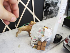Miniature Labrador Retriever Dog
