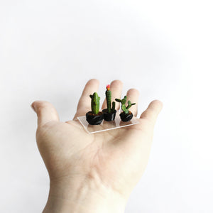 Miniature Cactus Trio