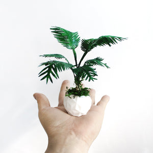 Miniature Majesty Palm