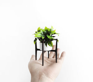 Modern Plant Stand and Plant