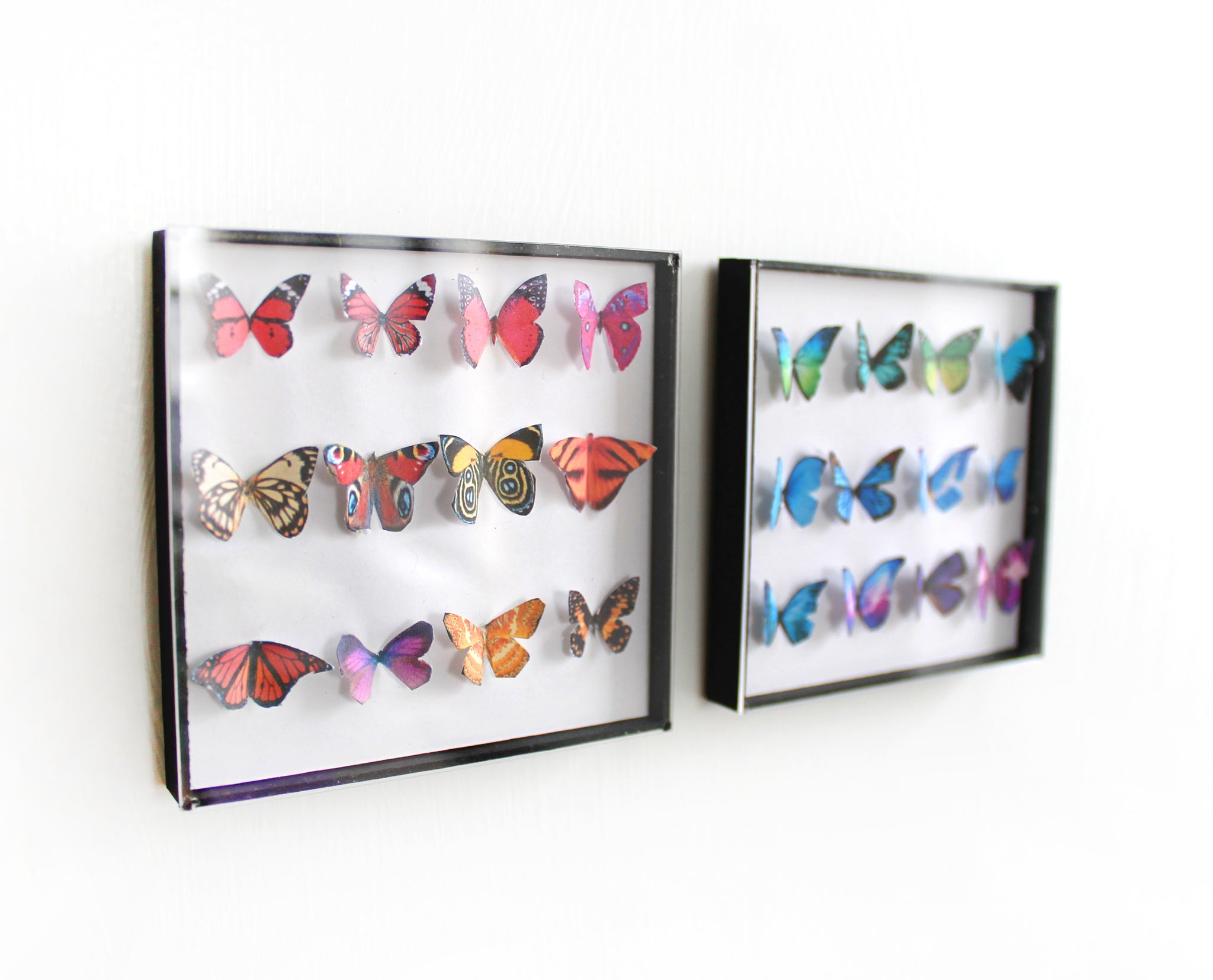 Miniature Exotic Butterfly Shadow Boxes