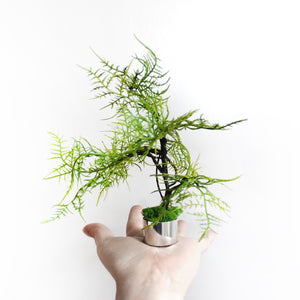 Miniature Chinese Elm Plant